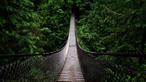 Path Bridge Between Trees Covered Forest Hd Forest Wallpapers Hd