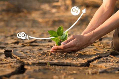 Climate Change And Solution Planting Tree And Co2 Stock Photo Image