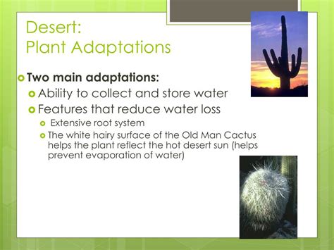 Ppt Biome Adaptations And Niches Powerpoint Presentation Free Download
