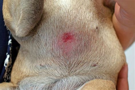 What Rashes Can You Get From Dogs