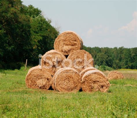 Stack Of Hay Bales Stock Photo Royalty Free Freeimages