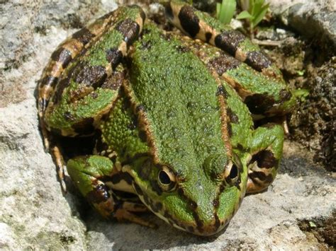 Free Images Nature Wildlife Green Toad Amphibian Fauna Sit