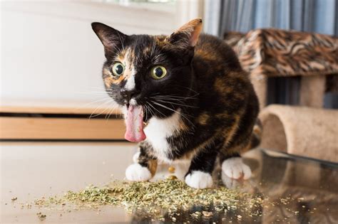 Cats, in fact, have been reported to survive falls from as high as more than ten stories. Does Catnip Make Cats High? - Trending News and Video