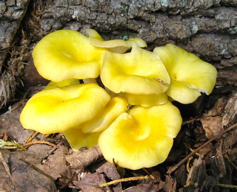 Free Photo Yellow Forest Mushrooms Appetizing Fungus