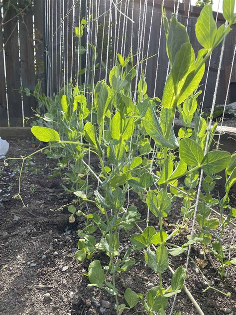 How To Grow Sugar And Snow Peas In The Garden Dirt And Dough
