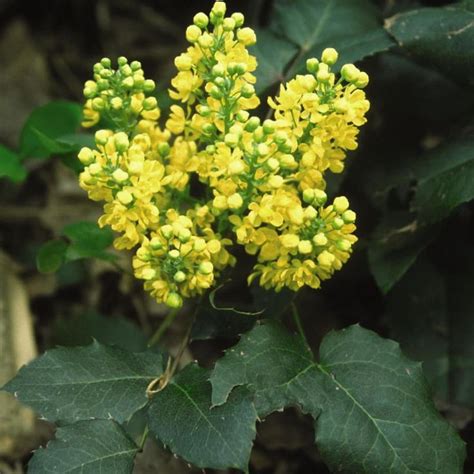Pin By Jane Smith On Mahonia Repens In 2021 Plants