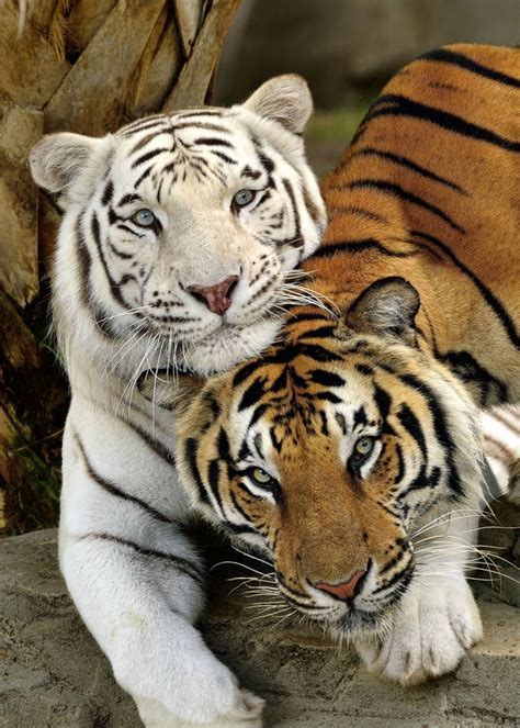 Bengal Tigers Wonderful Places Animals Beautiful Big Cats Animals