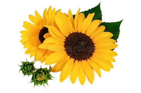 Beautiful Sunflowers On White Stock Image Image Of Green Seed 182135683