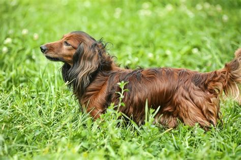 Long Haired Dachshund Your Complete Guide Dog Academy