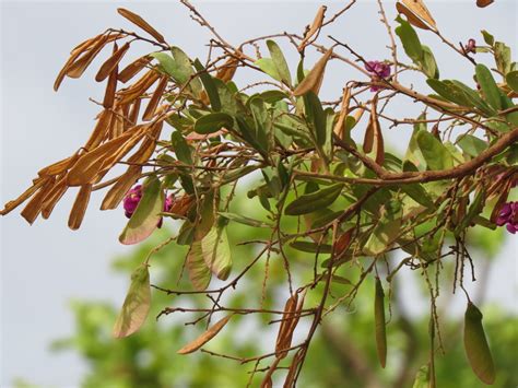 African Plants A Photo Guide Securidaca Longipedunculata Fresen