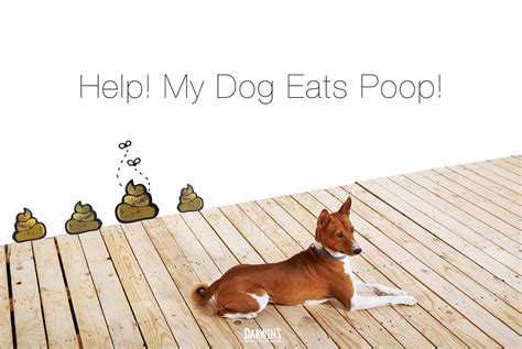 Coprophagia Will A Raw Diet Cure My Dogs Poop Eating Habit Darwin