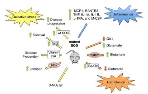 Role Of Oxidative Stress Inflammation And Excitoxicity In Als