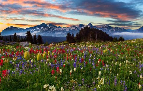 Fondos De Pantalla Campo De Flores Rosadas Y Blancas Cerca De Las