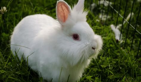 White Rabbit Breeds 7 White Pet Rabbit Breeds Hutch And Cage
