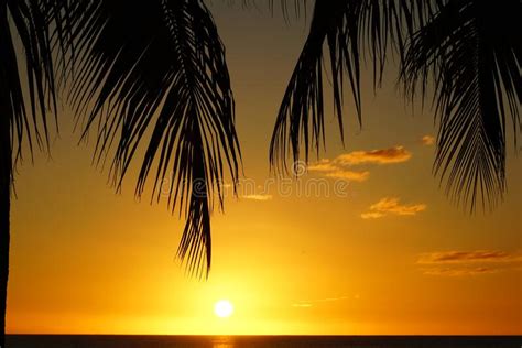 Palm Tree Silhouette At A Tropical Beach At Sunset Stock Photo Image