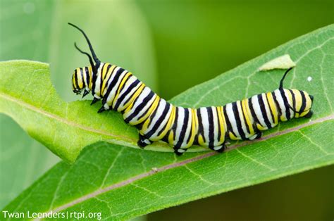 The Meditative Gardener Monarch Butterfly Caterpillars