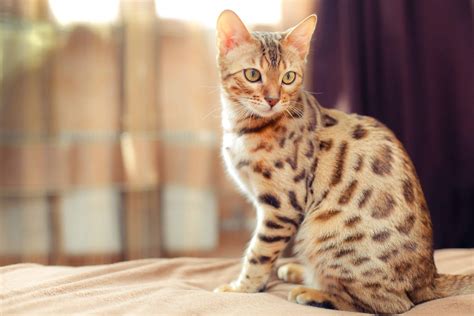 Gato Bengal O Gatinho Que Mais Parece Um Mini Leopardo Petz