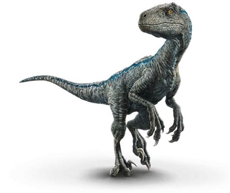 Velociraptor Blue Dinossauros Arte Com Tema De Dinossauro Dinossaurs
