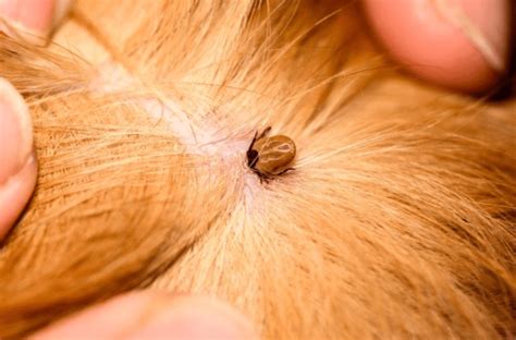 Understanding And Treating Tick Bites In Dogs A Comprehensive Guide
