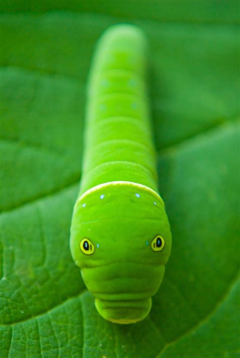Hidden Caterpillar Beautiful Bugs World Of Color Green Aesthetic
