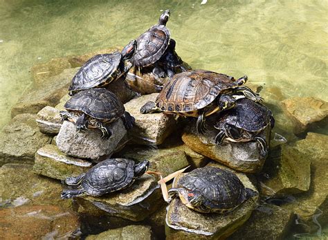 Free Photo Turtles Reptiles Nature Water Shell Turtle Zoo Hippopx