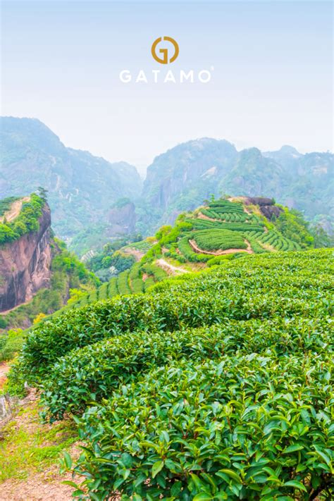 Fujian Province China Tea Culture Is A Treasure Of This Asian