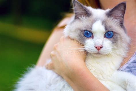 12 Cat Breeds With Blue Eyes That Sparkle With Love For You Daily Paws