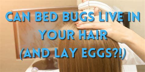 Can Bed Bugs Live In Your Hair And Lay Eggs Bugs Be Dead