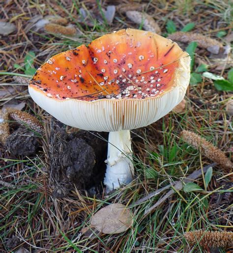 Razón Del Gusto Reino Fungi