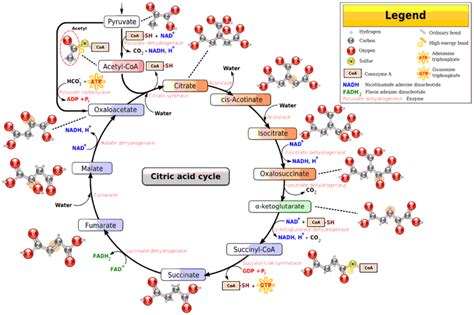 World Of Biochemistry Blog About Biochemistry Krebs Cycle General