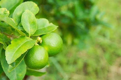 Premium Photo Unripe Green Lime Hanging From A Lime Tree
