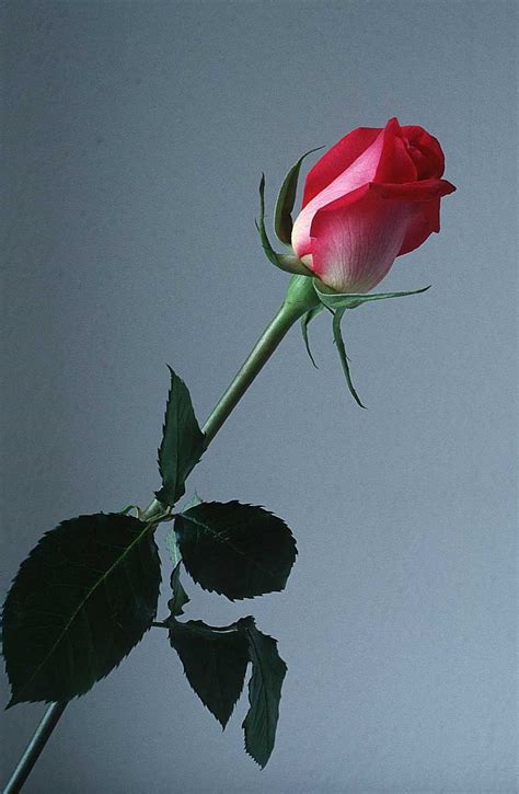 When the romans took over, they used roses to represent their love goddess, venus. Beautifull Flowers 2011: rose flower
