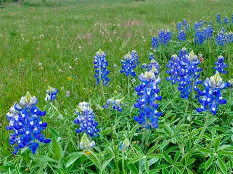 How To Grow Texas Bluebonnets Lady Bird Johnson Wildflower Center