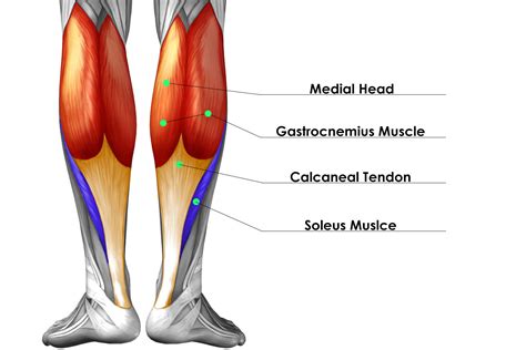 Calf Anatomy Diagram Calf Muscle Anatomy Diagram Qeq