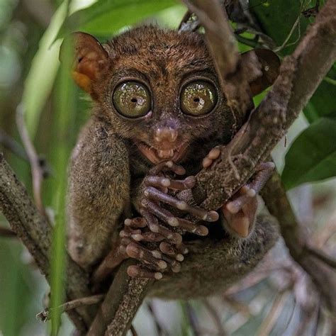 Pin By Ava Round On Random Tarsier Rare Animals Primates