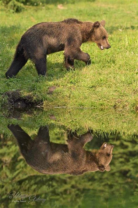carpatian brown bear focusing on wildlife