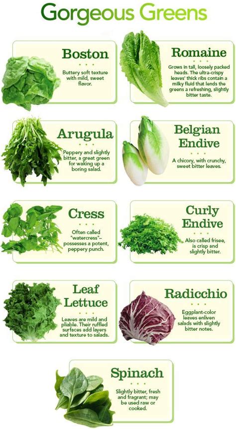 Types Of Greens Chart Different Types Of Lettuce And Types Of Lettuce