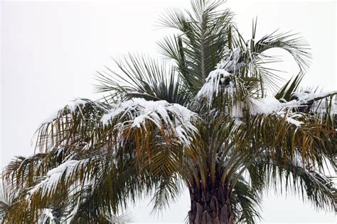 Palm Tree In The Snow Stock Image Image Of Calm Shiny 207557935