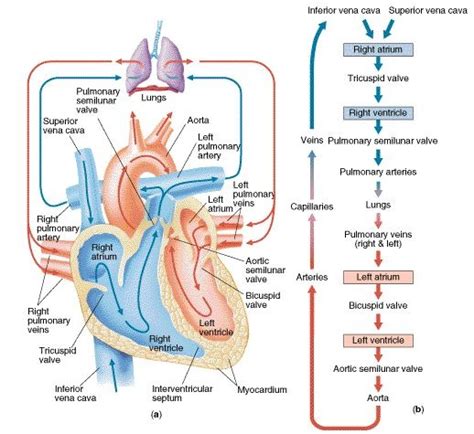 The Coronary Circulation Diagram Quizlet