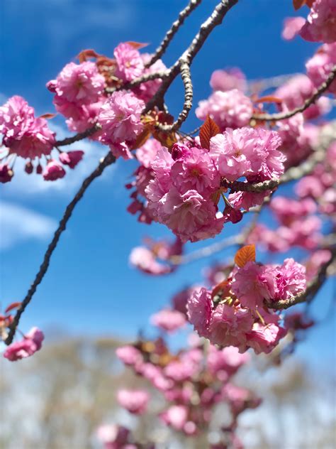 Buy Kwanzan Cherry Online Shade And Flowering Trees Bay Gardens