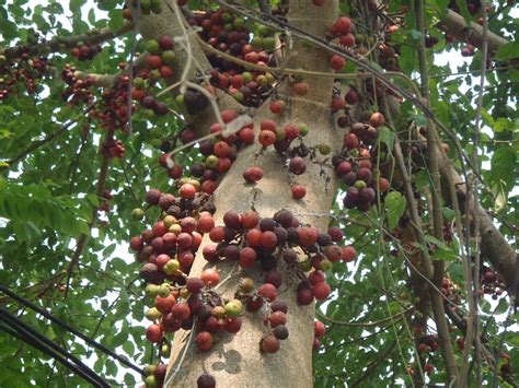 Penyakit umum diare yang bisa dengan mudah menyerang buah hati kita, patut diwaspadai selalu. Ara - Pokok Terpinggir Yang Banyak Manfaat