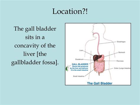 Ppt Gall Bladder Bile Ducts Powerpoint Presentation Free Download Id