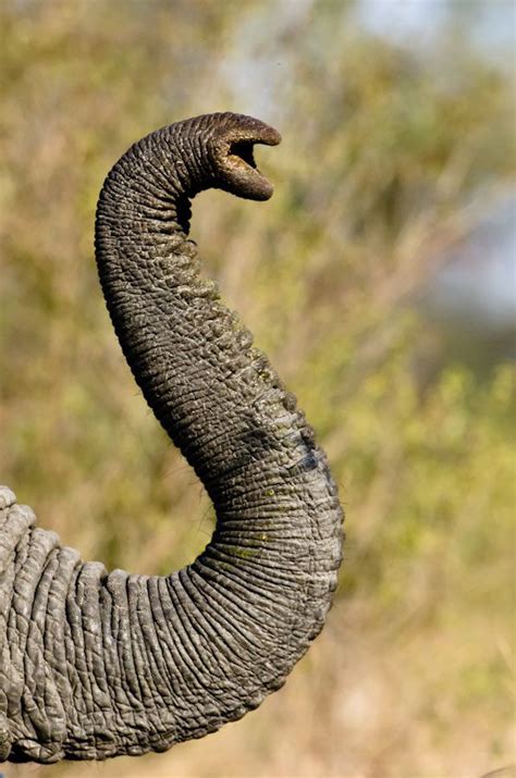 Sabi Sabi Private Game Reserve Get Creative Elephant Photography