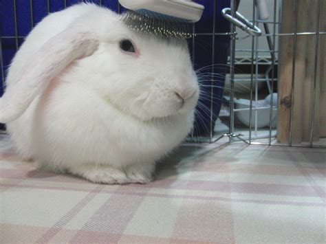 Holland Lop Blue Eyed White Bunny Rabbit Usa Kaninchen