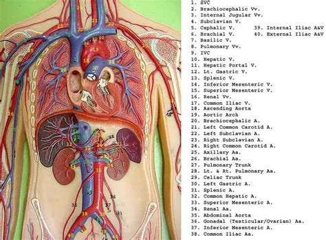 Blood vessels labeled diagram, blood vessels labeling exercises, cat blood vessels labeled anatomy of blood vessels review sheet 32 261 microscopic structure of the blood vessels 1. artery model picture - Google Search | VascularTyler ...