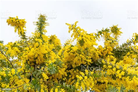 Yellow Mimosa Flowers That Signal The Arrival Of Spring Stock Photo