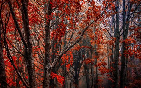 Wallpaper Autumn Forest Trees Red Leaves Fog 1920x1200 Hd Picture