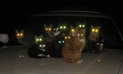 30 Photos That Prove Cats Are Actually Demons Sunnyvibes