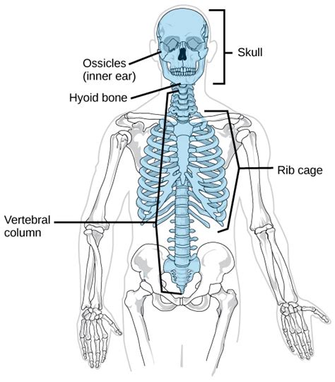 Human Axial Skeleton The Musculoskeletal System