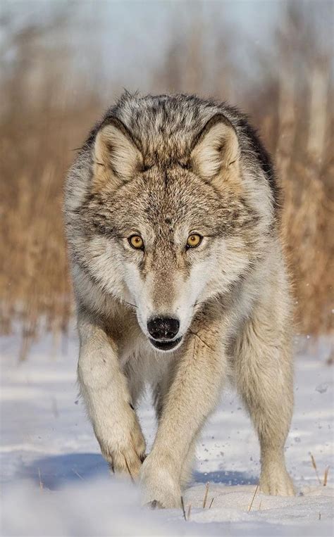 Beautiful Wildlife Timber Wolf By Throw Me